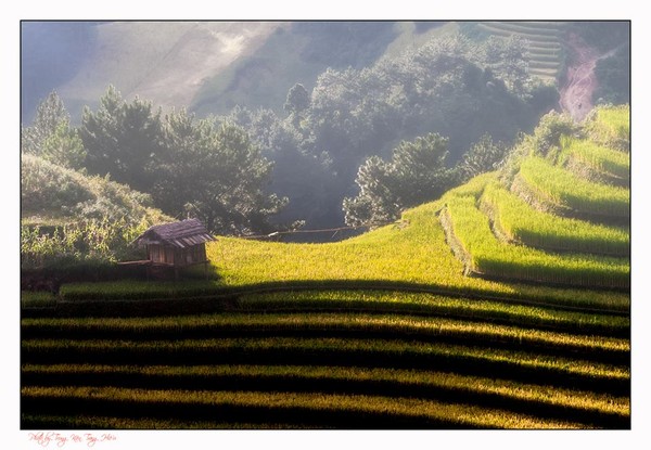 Địa điểm ngắm lúa chín Tây Bắc khiến bạn 