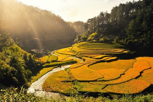 Địa điểm ngắm lúa chín Tây Bắc khiến bạn 