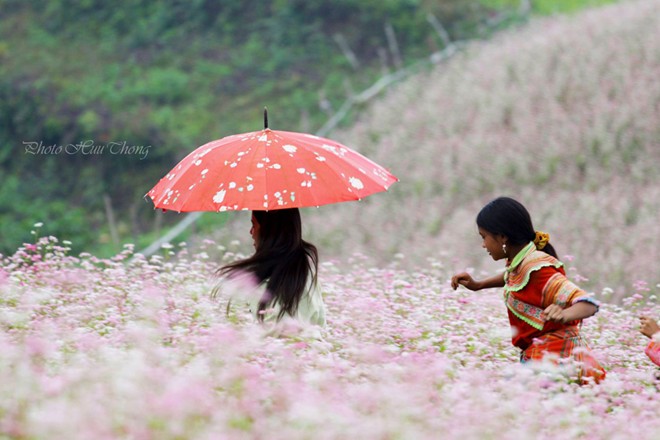 Lạc vào miền cổ tích trong mùa hoa tam giác mạch 10