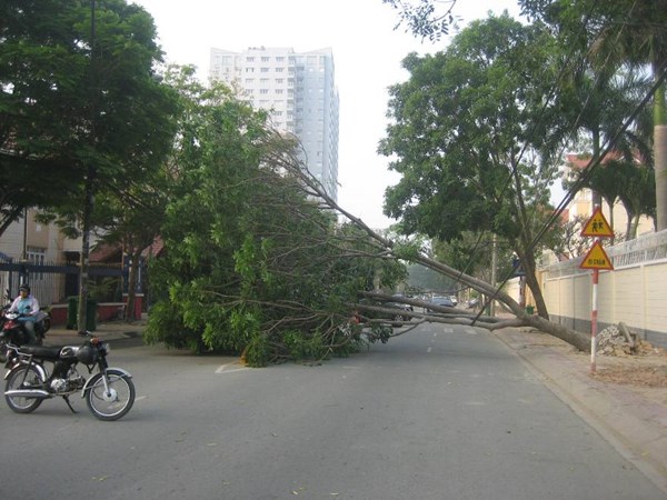 TP.HCM: Cây xanh cao chục mét bật gốc sau cơn gió nhẹ 2