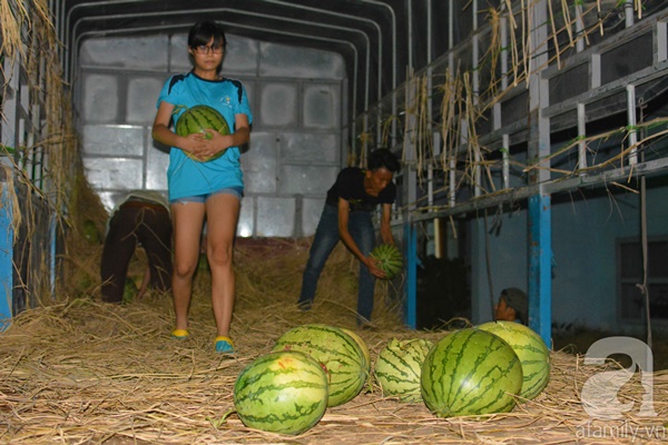 Người Sài Gòn mua dưa hấu ủng hộ nông dân Quảng Nam 17