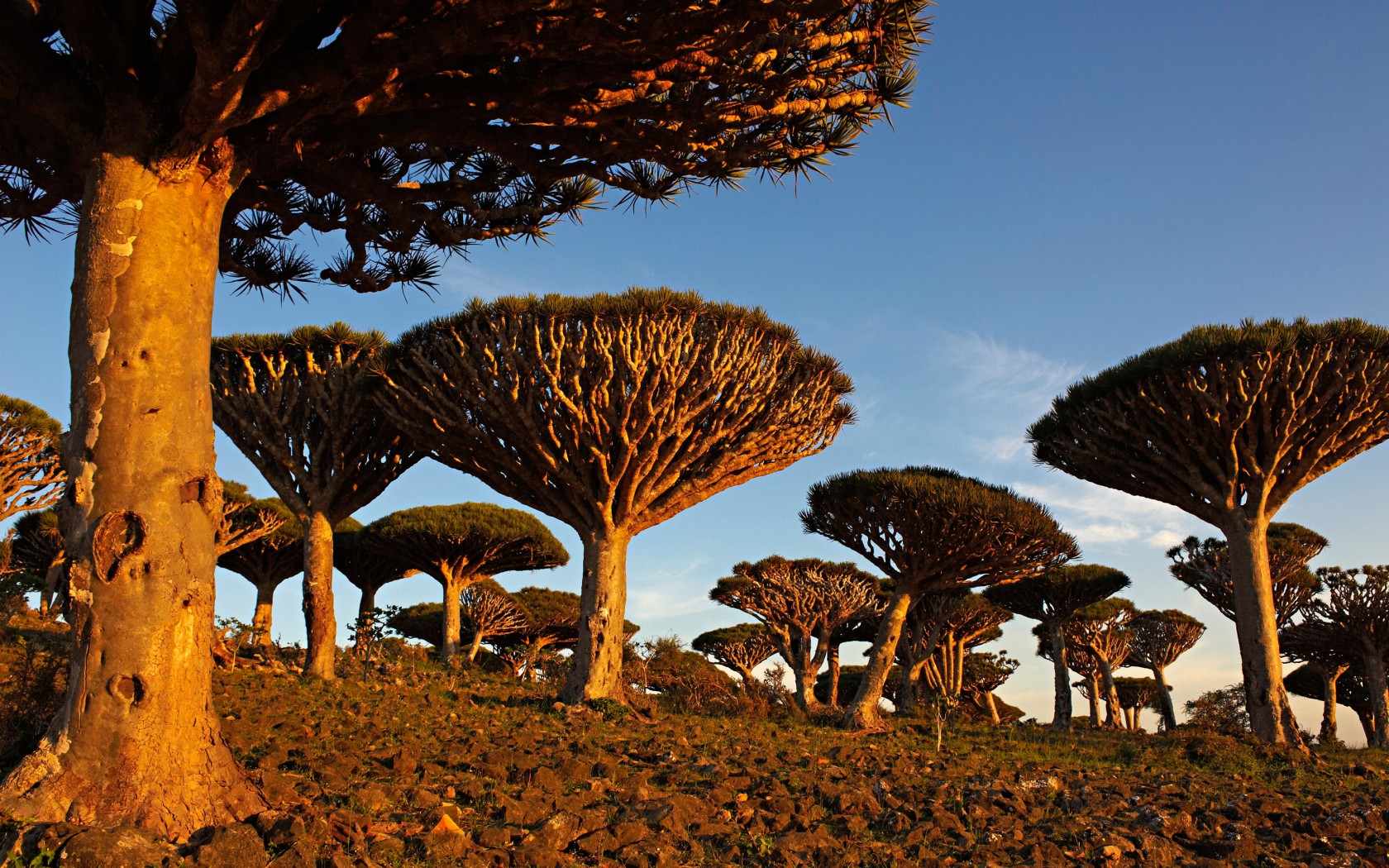 đảo socotra