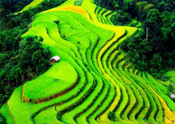 Ruộng bậc thang Việt Nam vào top 10 cảnh đẹp thế giới 6