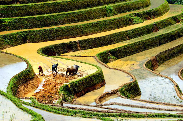 mùa nước đổ mùa nước đổ