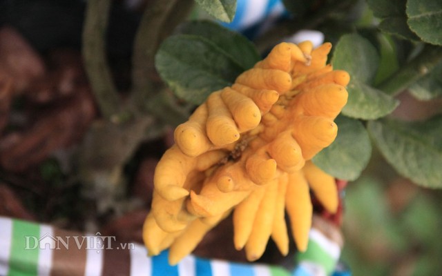 Phật thủ bonsai dáng “bàn tay chắp” cực lạ giá hơn chục triệu 1