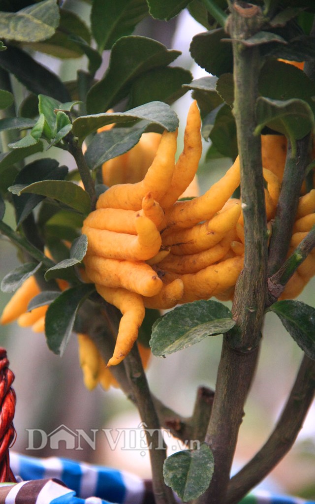 Phật thủ bonsai dáng “bàn tay chắp” cực lạ giá hơn chục triệu 8