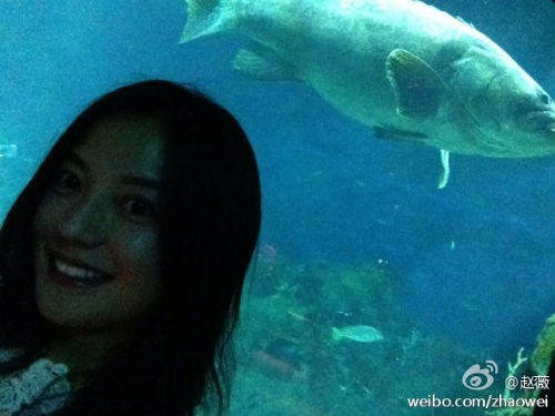 Triệu Vy thích thú cho con gái chơi cùng cá heo 1