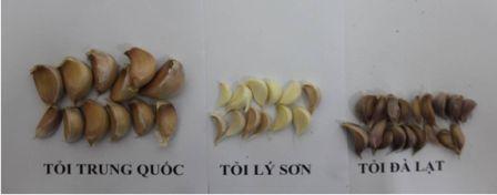 Phân biệt tỏi ngoại nhập và tỏi Việt Nam  4