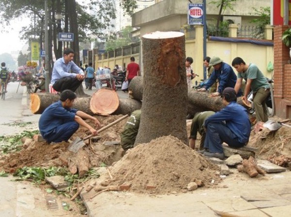 chặt 6700 cây xanh Hà Nội