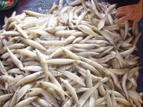 D&acirc;n Đ&agrave; Nẵng m&aacute;ch 5 m&oacute;n đặc sản kh&ocirc;ng thể thiếu trong dịp Tết 1