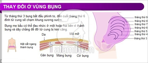 Thay đổi của cơ thể khi mang thai 8