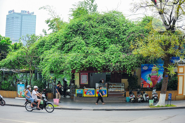 căn nhà phủ kín cây xanh