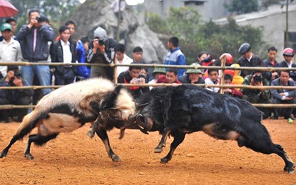 &ldquo;Cụ&rdquo; d&ecirc; v&agrave;o sới đấu 1