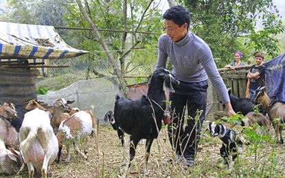 &ldquo;Cụ&rdquo; d&ecirc; v&agrave;o sới đấu 7
