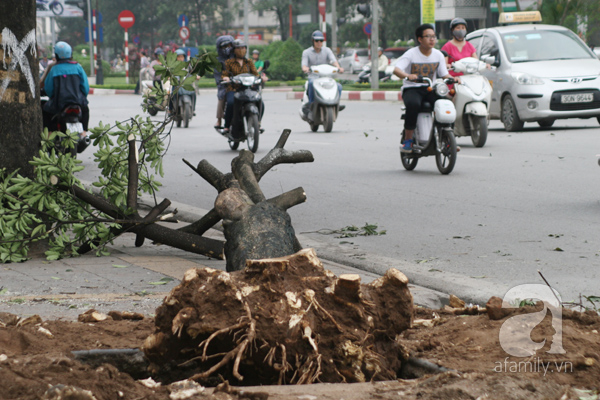 chặt cây