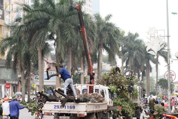 chặt cây