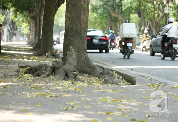 bốt hàng đậu