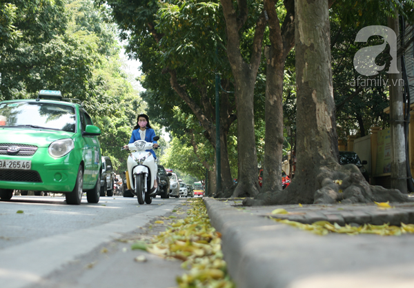 sấu trút lá vàng