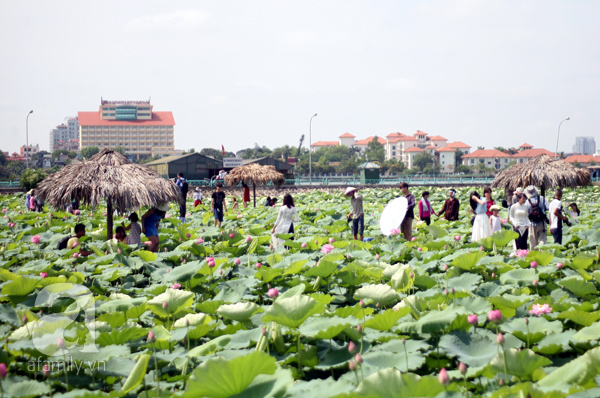 chụp ảnh sen