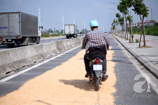 phơi nông sản