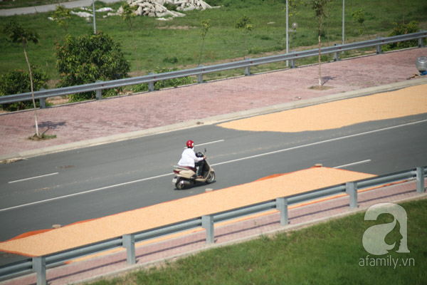 phơi nông sản