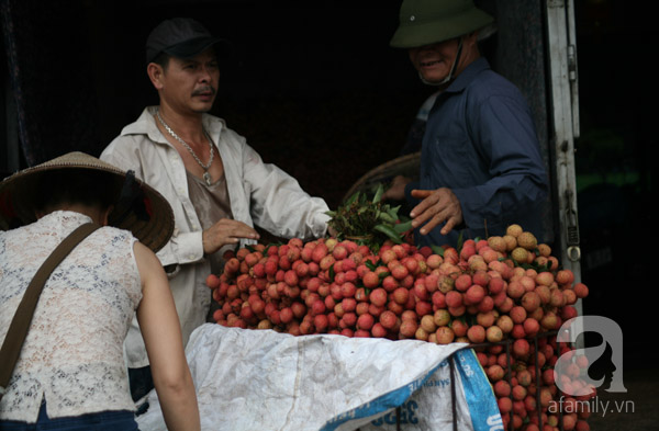 vải lục ngạn