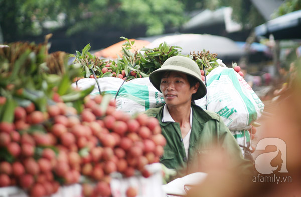 vải lục ngạn