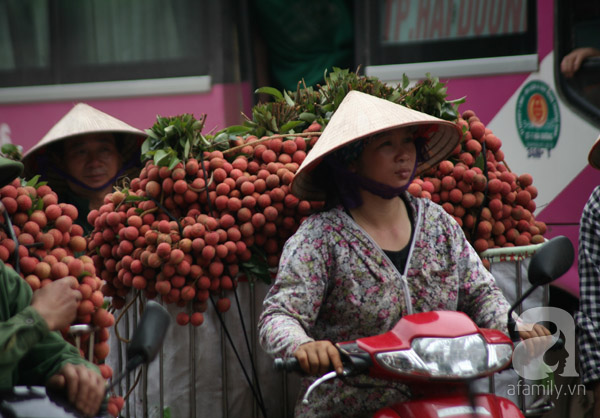 vải lục ngạn