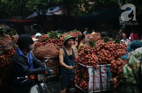 vải lục ngạn