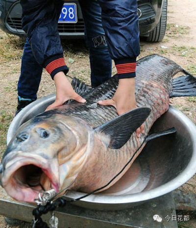 Câu được cá chép nặng 23kg dài 1,2m trong ao làng 2