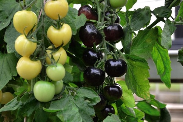 Cây cà chua cùng lúc cho hai loại quả đen và trắng 1