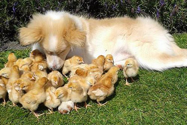 Chú chó chăn cừu làm 'mẹ' của 27 chú gà con 1