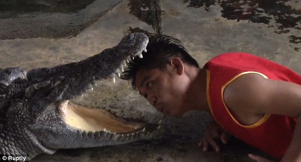 Công việc nguy hiểm: Chui đầu vào miệng cá sấu 1
