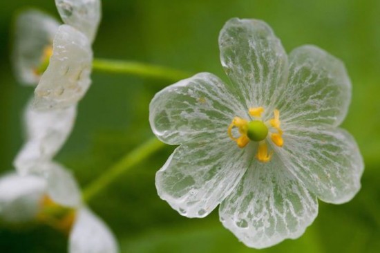 Loài hoa cực đẹp hóa trong suốt khi mưa xuống 3