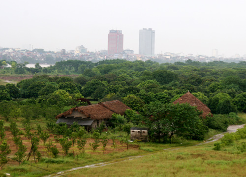 Sợ trúng độc, đại gia trồng rau, nuôi lợn ăn riêng 6