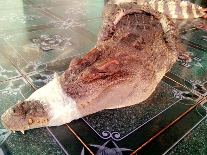 Vây lưới bắt cá sấu dài 2m lạc vào ao nhà dân 1