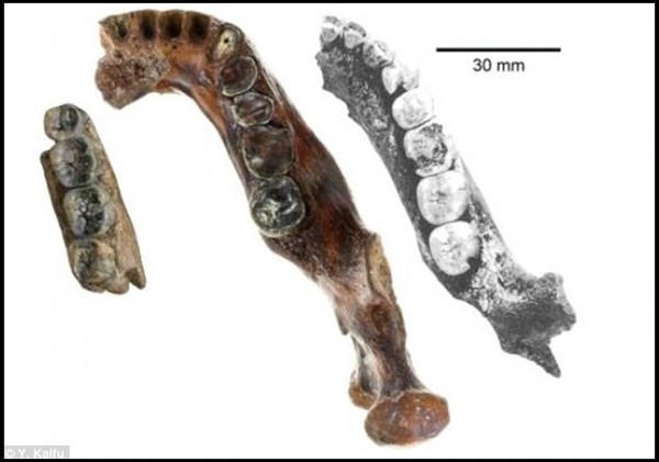 Hóa thạch tiết lộ khả năng tồn tại chủng người mới 4