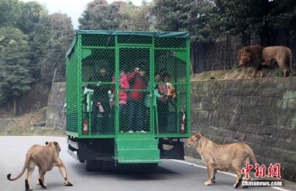 Sở thú kỳ lạ 'nhốt' du khách vào chuồng, thả sư tử tự do 2