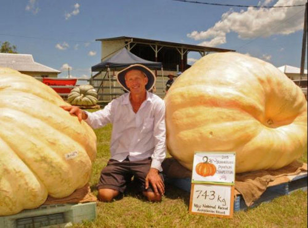 B&iacute; ng&ocirc; nặng hơn 743kg tại Australia 1