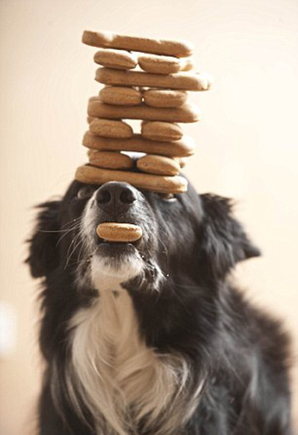 Chùm ảnh: Chú chó có tài giữ thăng bằng đồ vật trên đầu 1