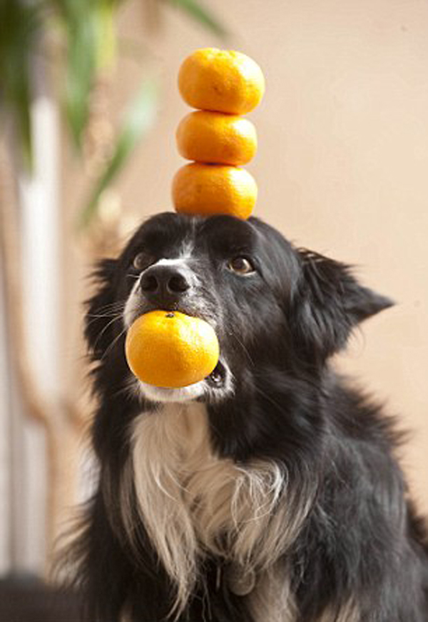 Chùm ảnh: Chú chó có tài giữ thăng bằng đồ vật trên đầu 5