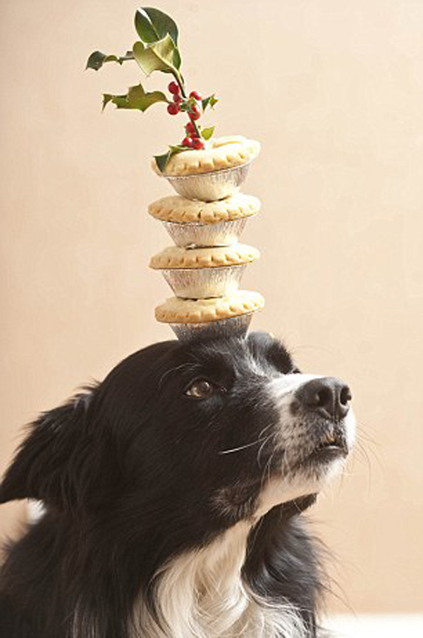 Chùm ảnh: Chú chó có tài giữ thăng bằng đồ vật trên đầu 6