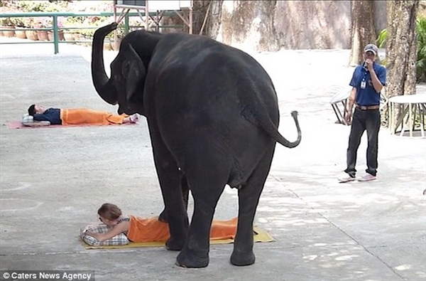 Hãi hùng với cảnh voi giẫm lên người các du khách để massage 3