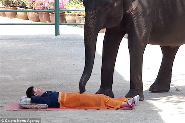 Hãi hùng với cảnh voi giẫm lên người các du khách để massage 4