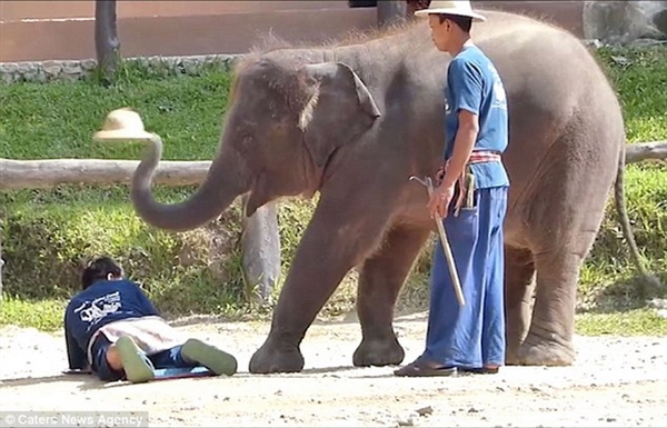 Hãi hùng với cảnh voi giẫm lên người các du khách để massage 5