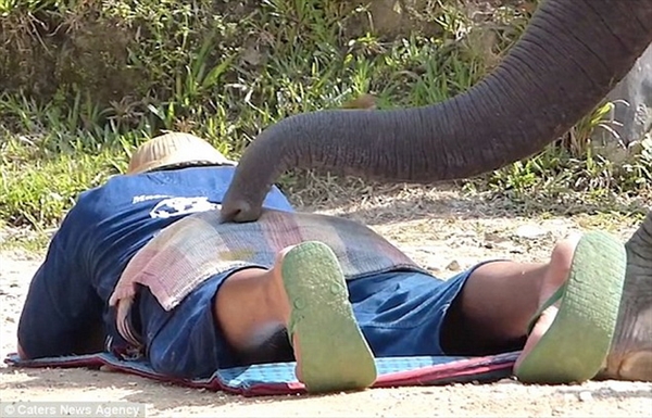Hãi hùng với cảnh voi giẫm lên người các du khách để massage 6