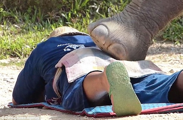 Hãi hùng với cảnh voi giẫm lên người các du khách để massage 7