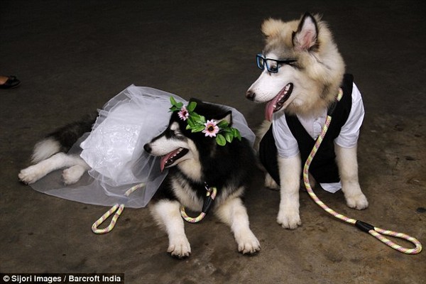 Lễ kết hôn của 2 chú chó Alaska trước sự chứng kiến của hơn 100 vị khách mời 1