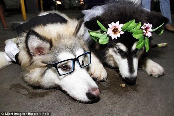 Lễ kết hôn của 2 chú chó Alaska trước sự chứng kiến của hơn 100 vị khách mời 4