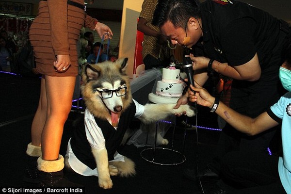 Lễ kết hôn của 2 chú chó Alaska trước sự chứng kiến của hơn 100 vị khách mời 5